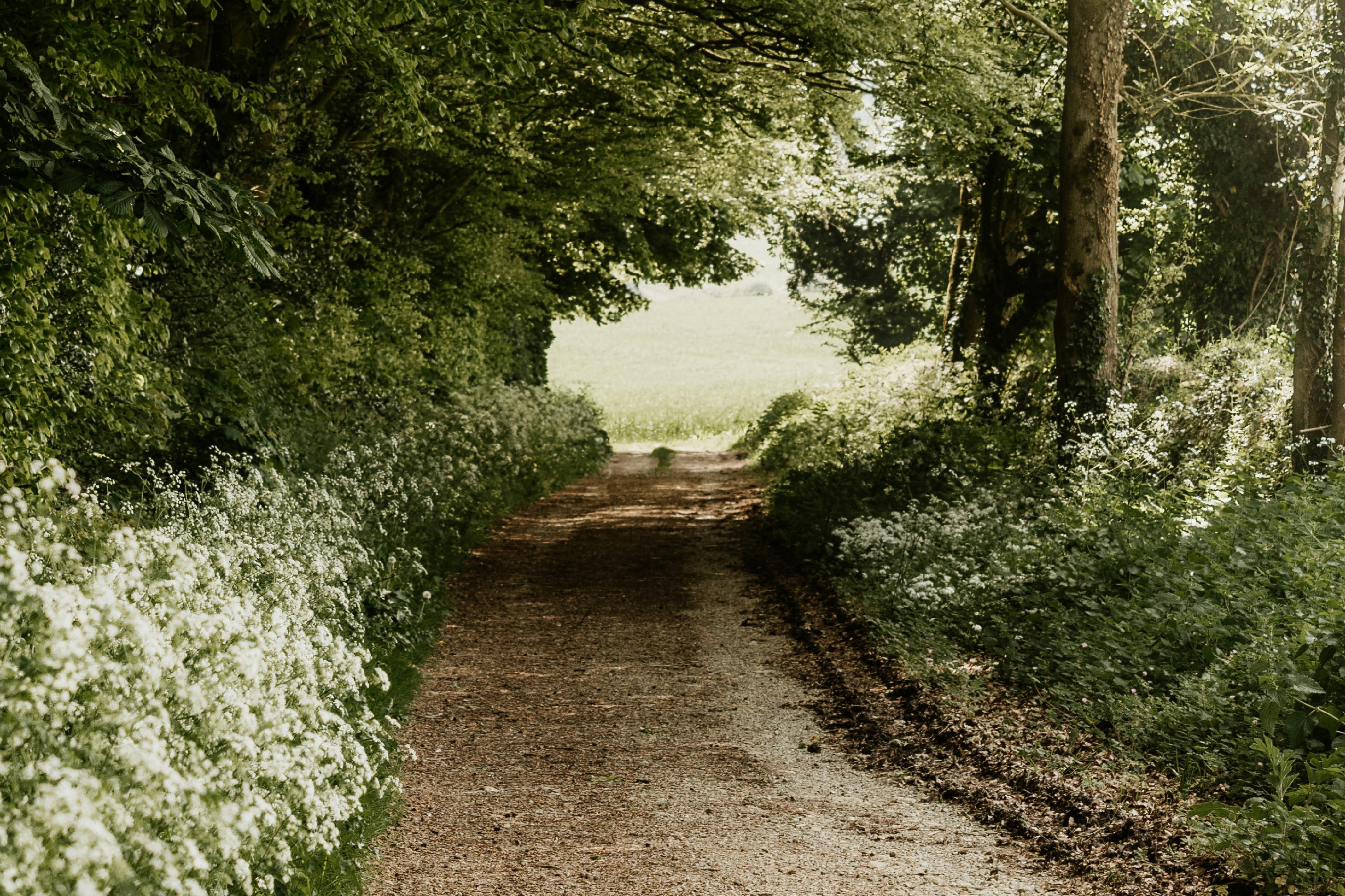 a dirt path in nature with greenery