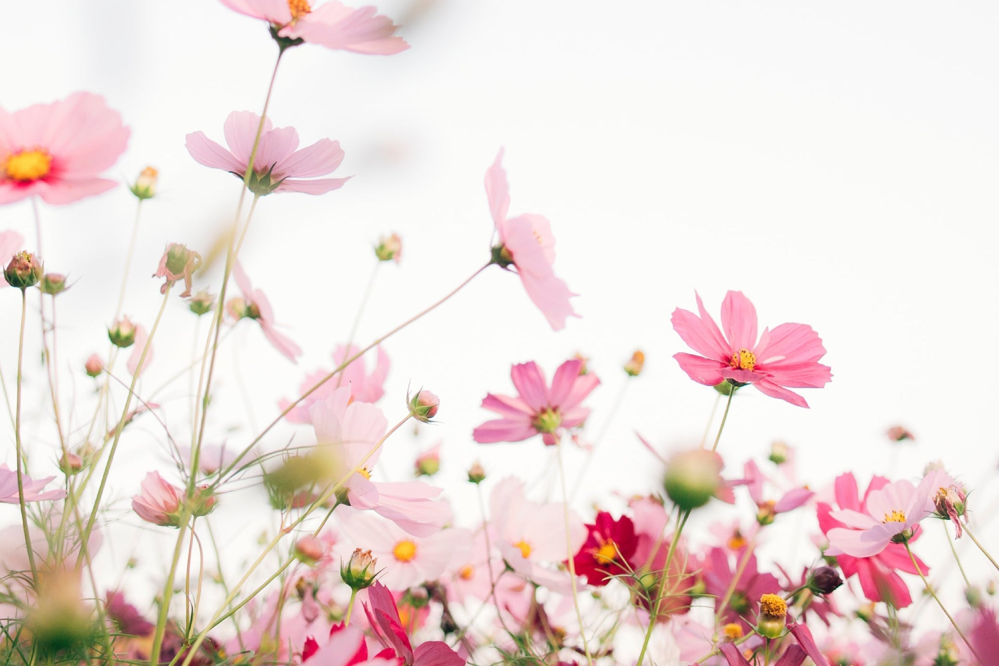 Issue No. 26: Growth Mindset for Spring