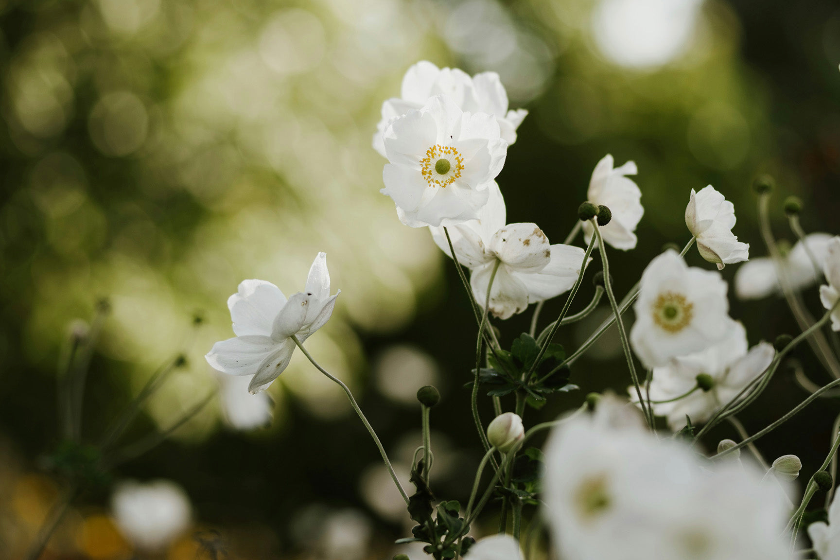 Issue No. 02: Intentional Living